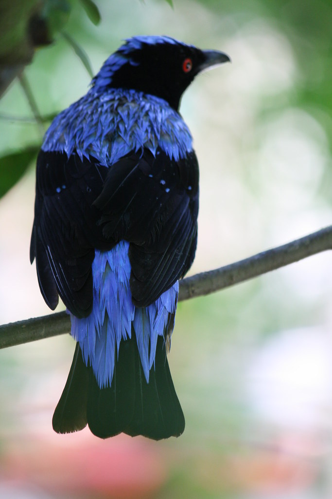 Blue Crow. CMSuazo Flickr