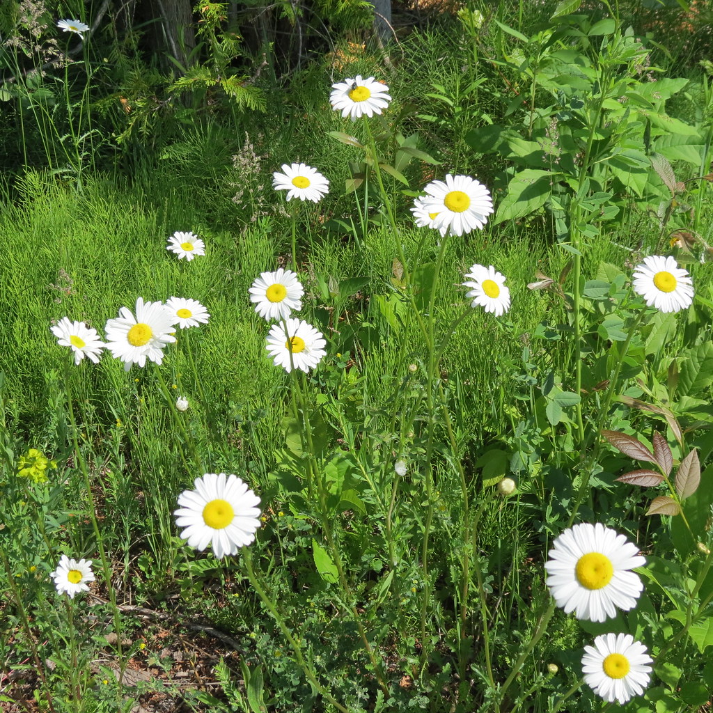 Bunch of daisies Wild Flowers Group ezz_eddie Flickr