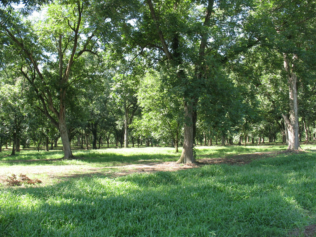 Pecan Grove 3 Thomasville GA Carya illinoinensis Lance Taylor Flickr