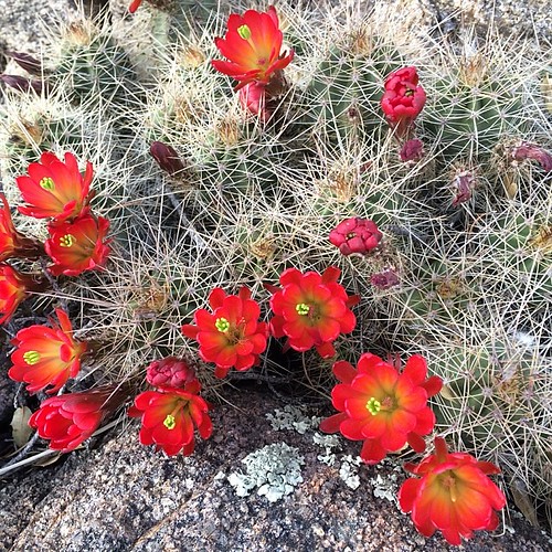 Cactus flowers at granite dells Visit_Prescott ArizonaTo… Flickr
