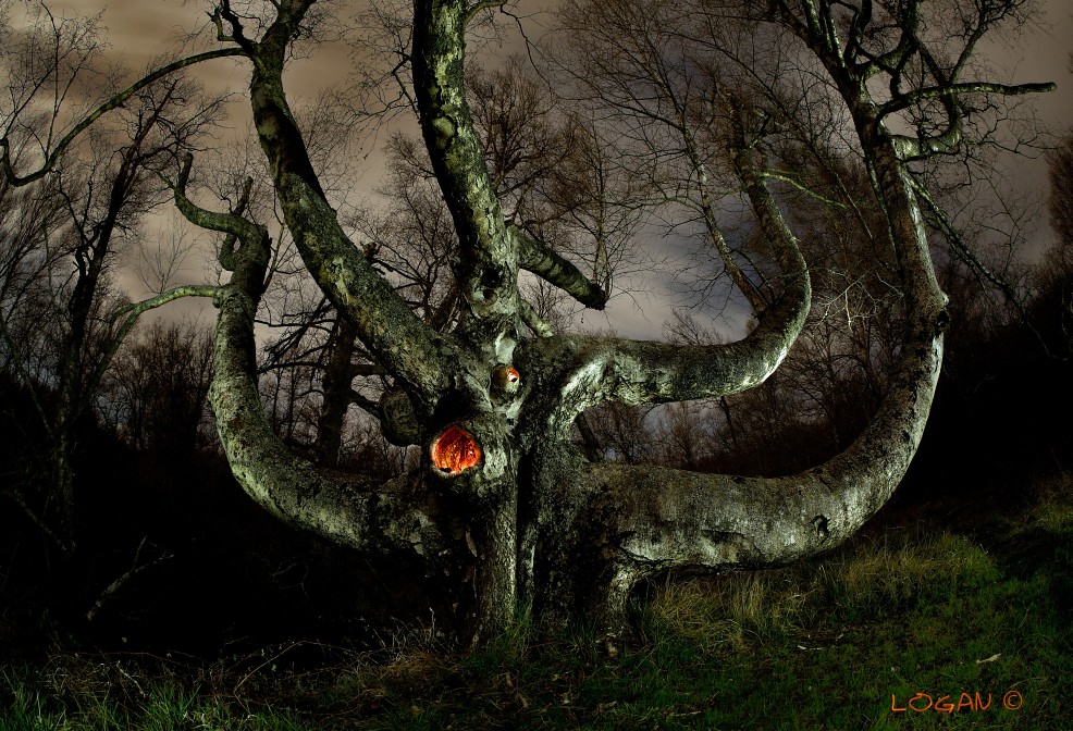 The haunted birch. a photo on Flickriver