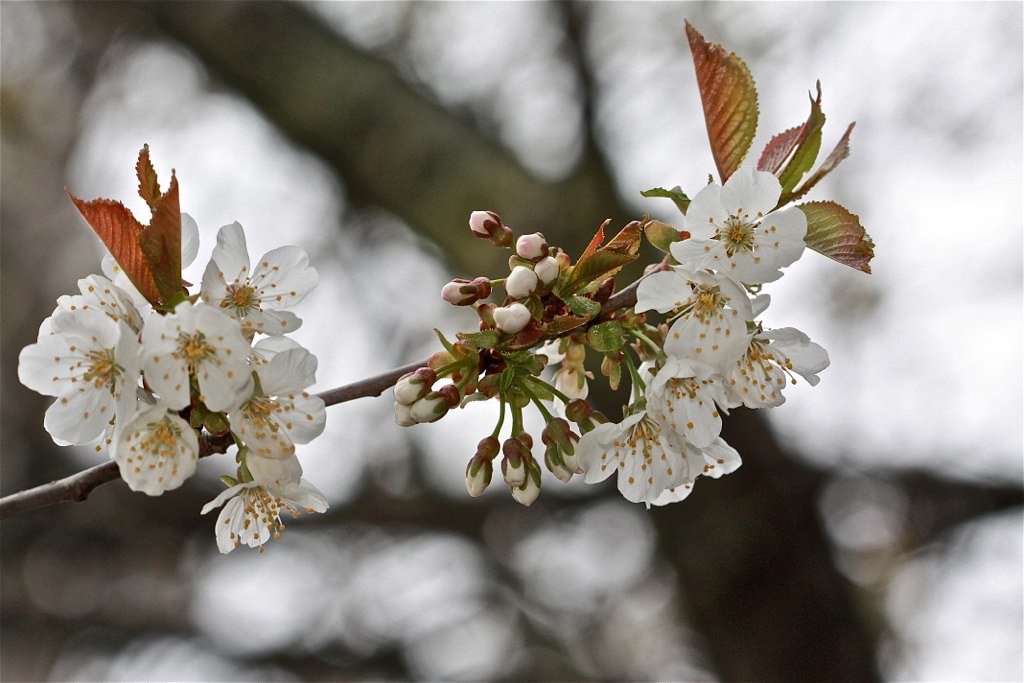 Cherry Blossoms At Home 01 Maine smilla4blogs smilla4 Flickr