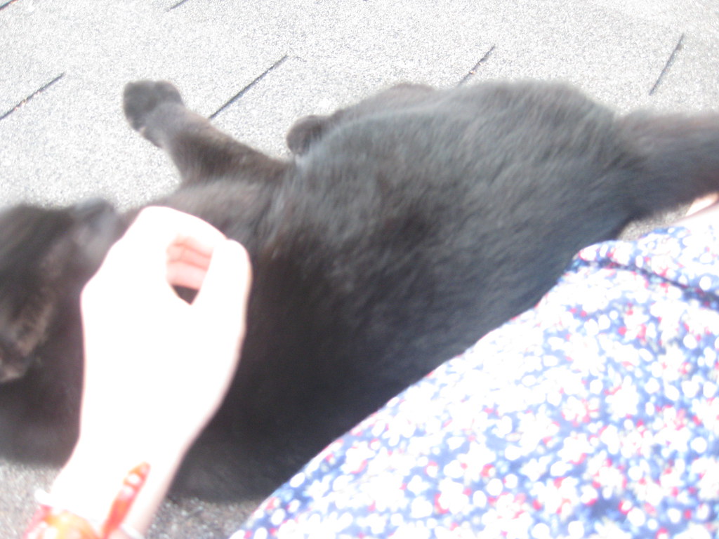 stop remembering why do cats like to rub their teeth again… Flickr