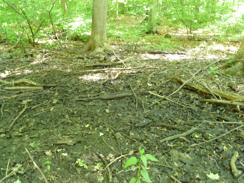 Muck Area where the pond use to be but has since dried up Flickr