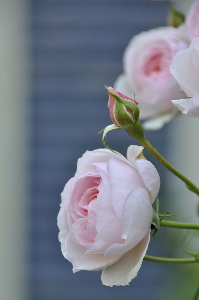 _DSC0368 Torie's garden, Putney, Vermont Putneypics Flickr
