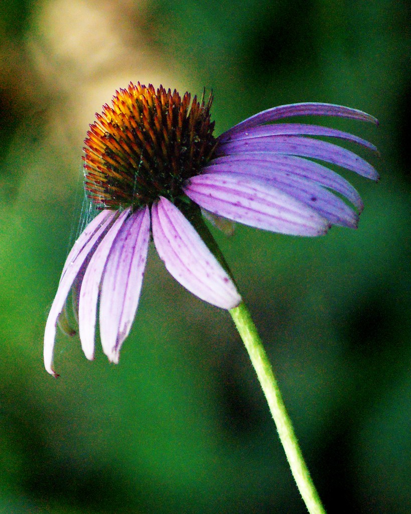 Droopy Flower in Sunset Heritage Garden, Greenville, Texas… Flickr