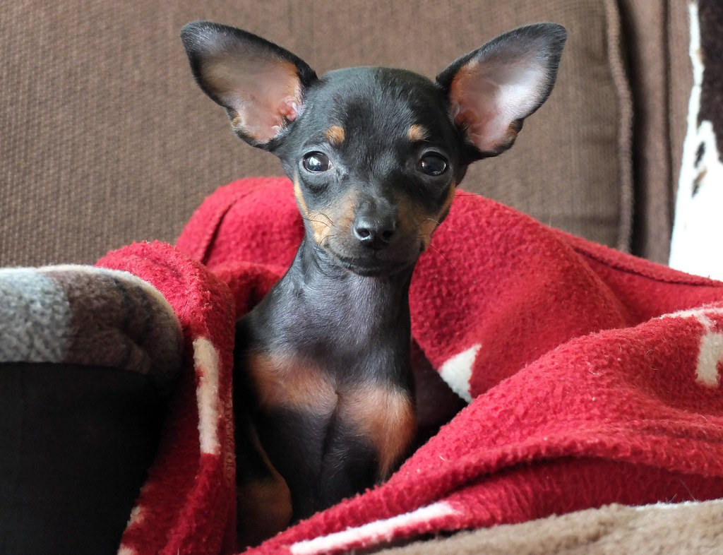 Tara Prague Ratter Prague Ratter / Ratier de Prague / Pr… Flickr