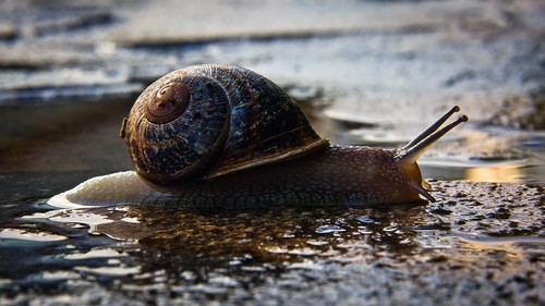 Slow | Hernán Piñera | Flickr