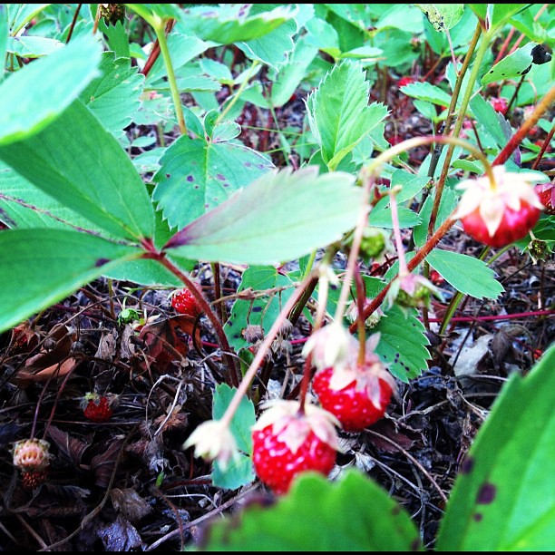 Wild strawberries! rural alaska aliza sherman Flickr
