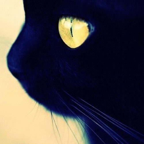 A cat’s brain is biologically more similar to a human brai… Flickr
