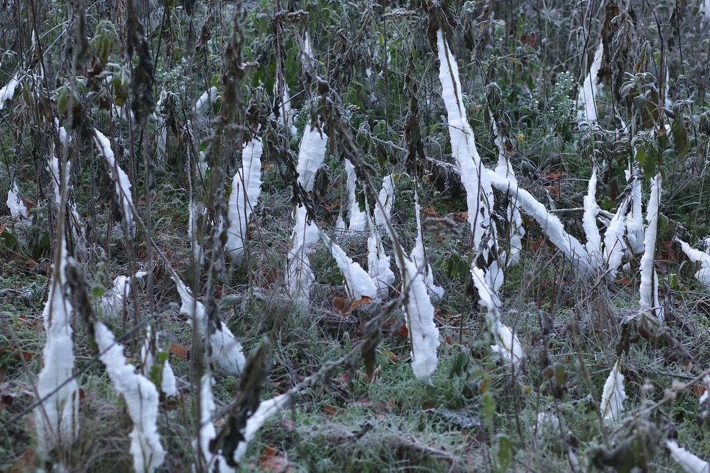 Frost Flowers Bella Vista, Benton County, Arkansas, USA Kory