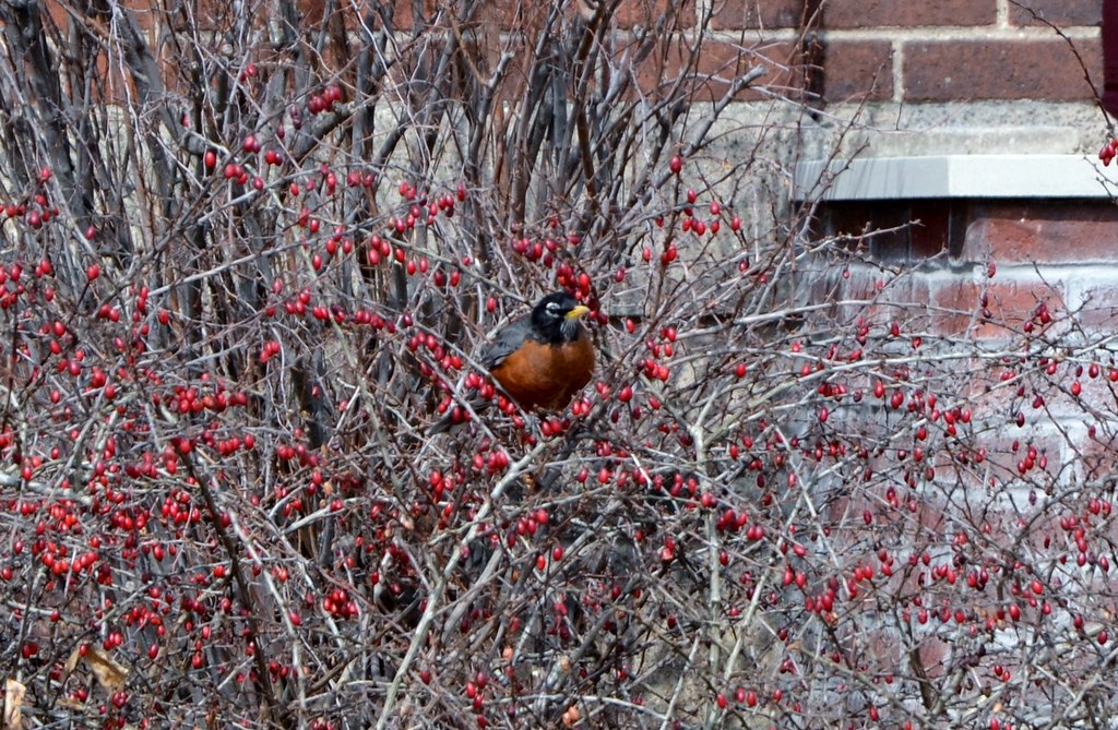 Robin Robin . Borough of Youngwood, Westmoreland County, P… Flickr