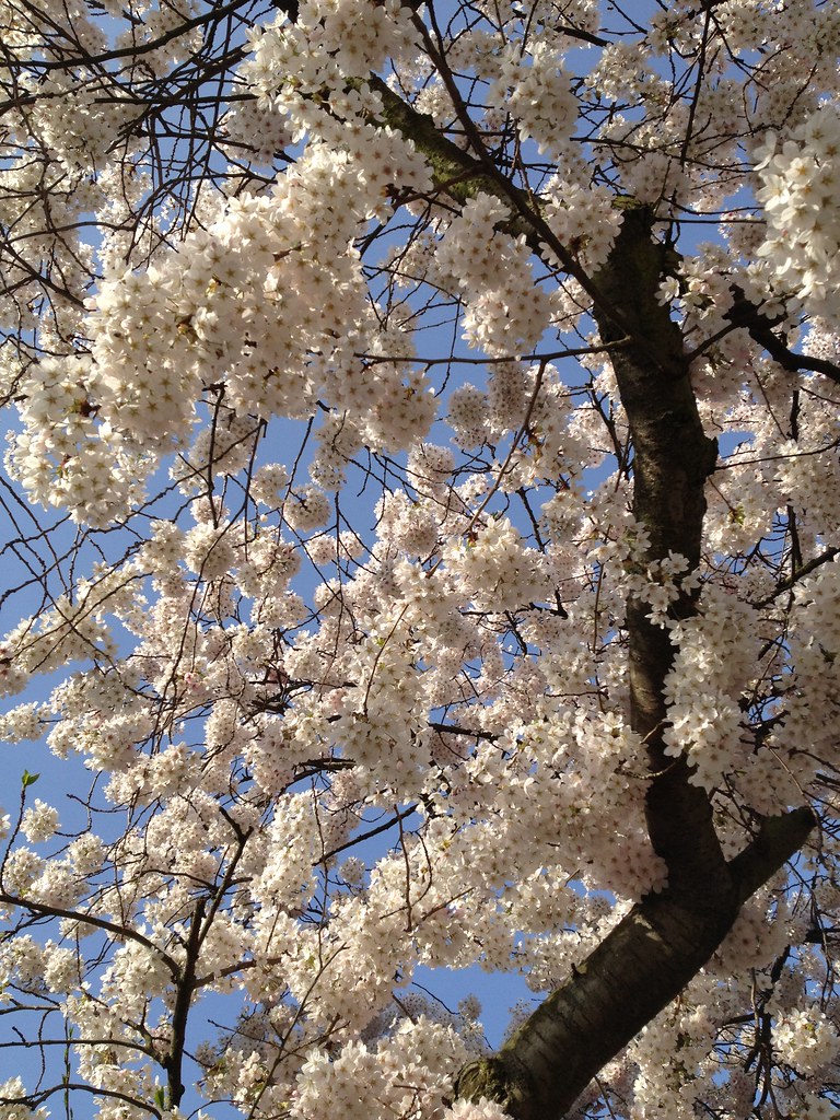 Cherry tree and spring in London Posted via email from one… Flickr