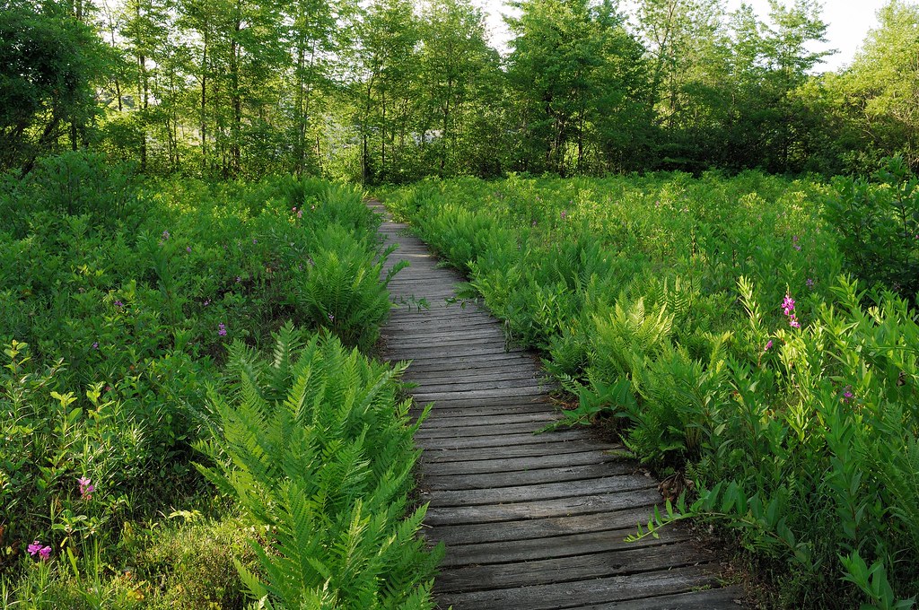 CRANBERRY BOG AT BUCKEYE LAKE Cranberry Bog State Nature P… Flickr