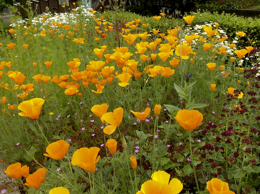 yellow poppies Yellow poppies in a street garden at Fraser… Flickr