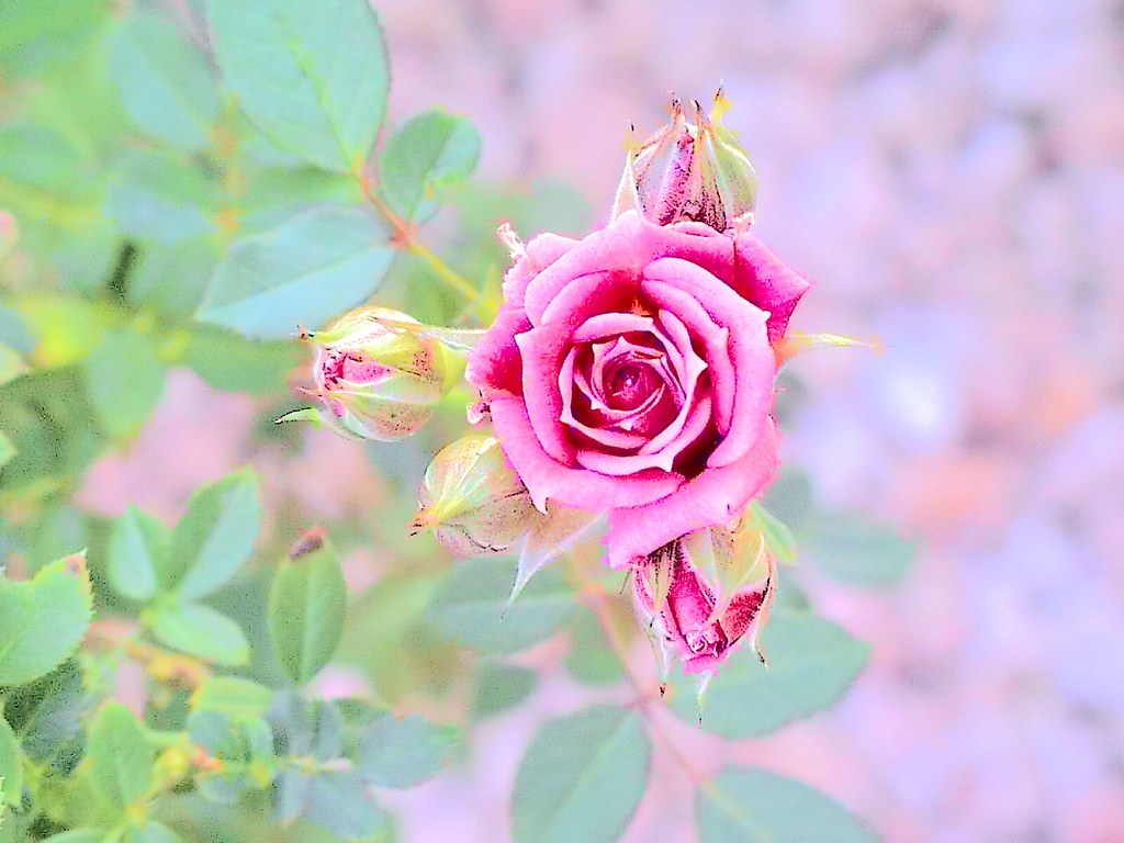 pink rose and pebbles _ art variation 1 This small rose wa… Flickr