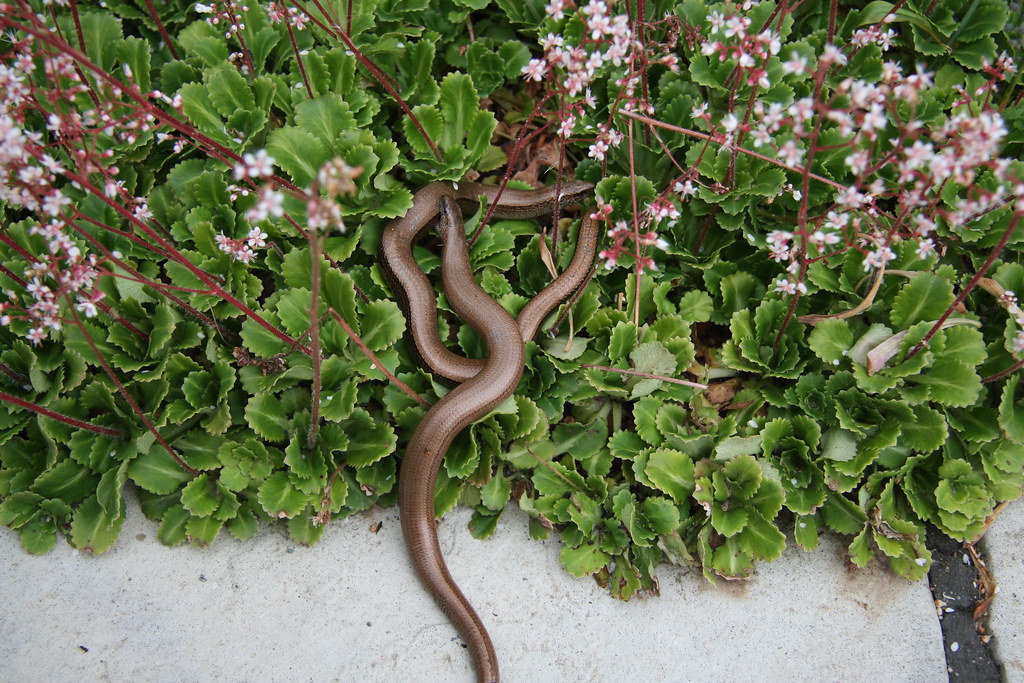Slow Worms mating in Tony & Faiths' garden YACWAG Flickr
