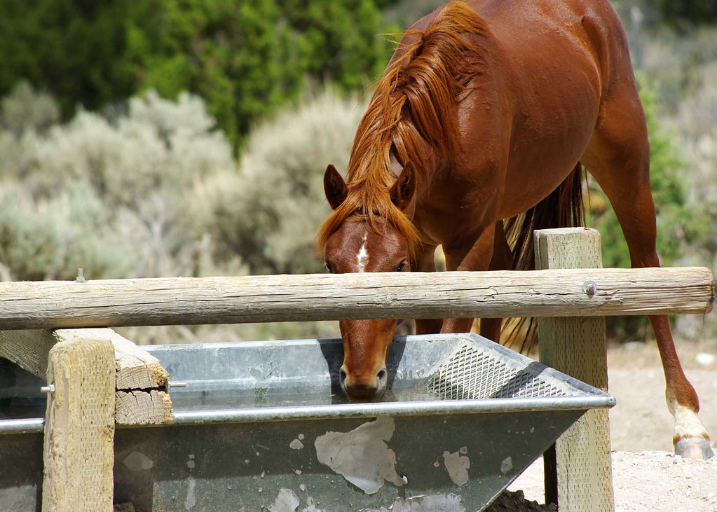 Wild horse at trough on Cherry Springs,Elko District Mav… Flickr