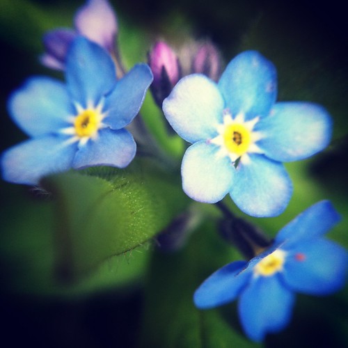 Blue Ladies Date 20120420.18.55.07 Gary Stasiuk Flickr