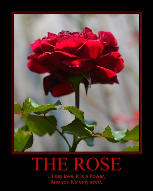 The Rose "The Rose" Some say love, it is a river That drow… Flickr