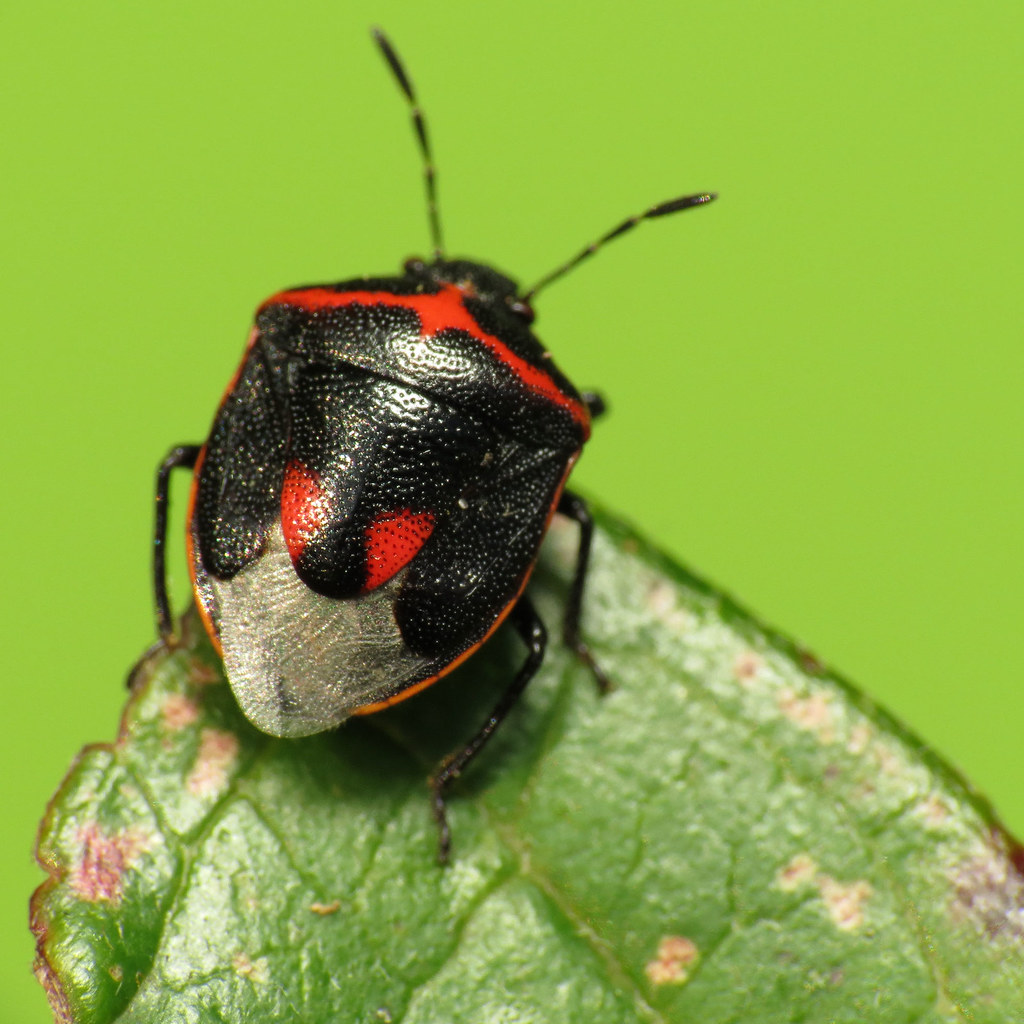 Twicestabbed Stink Bug Cosmopepla lintneriana. Heritage I… Flickr