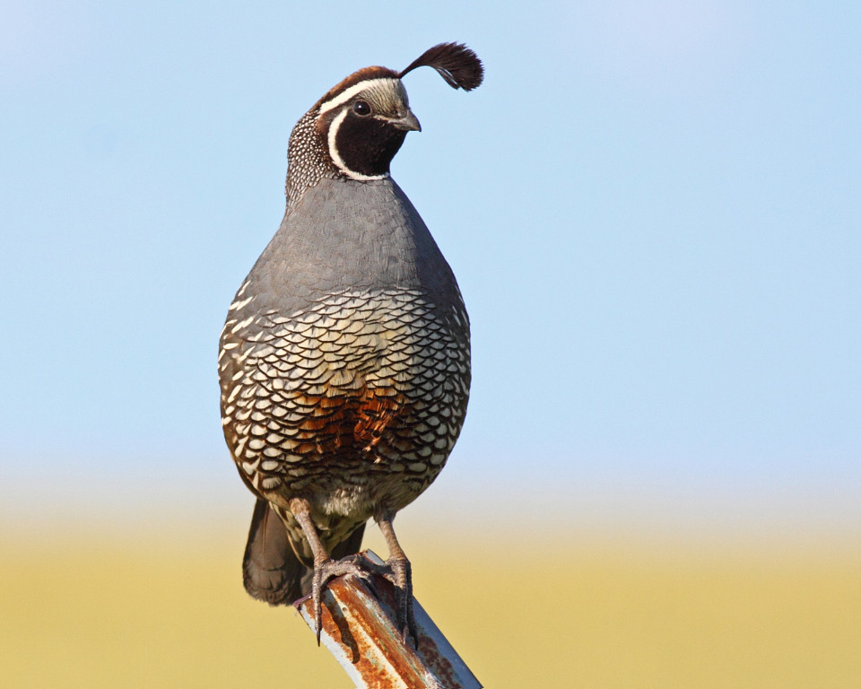 California Quail (male) Mann Lake, Nez Perce county, Idaho… Flickr