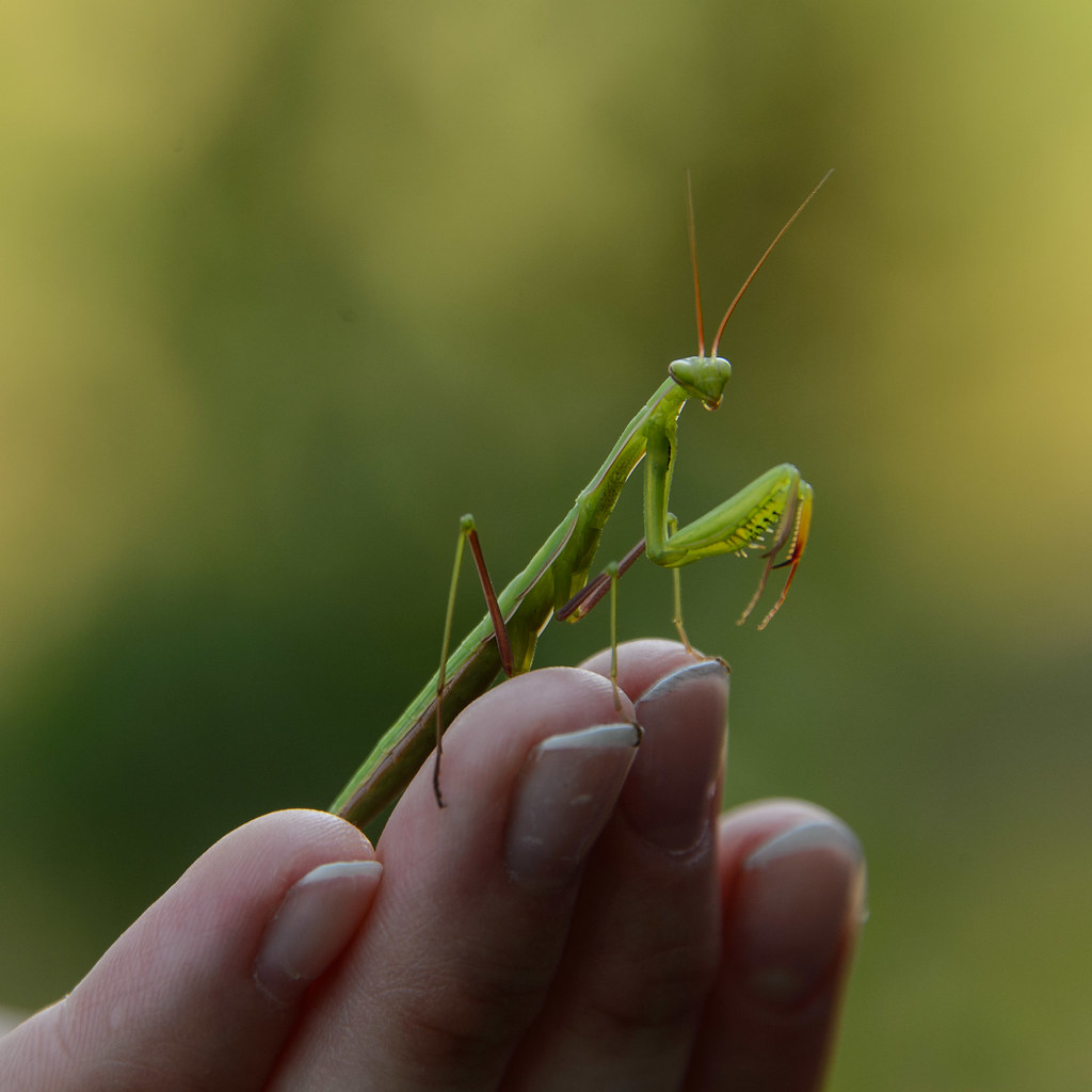 Praying Mantis at Newaygo Prairie Michigan Nature Associat… Flickr