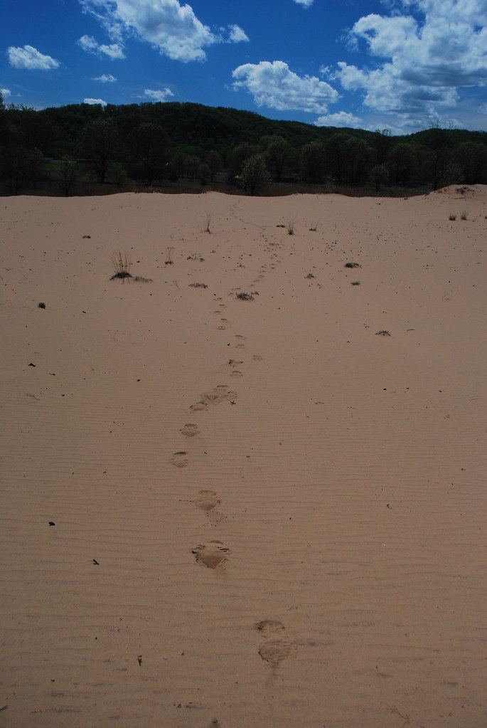 Sand Barrens Blue River Sand Barrens Wisconsin State Natur… Flickr