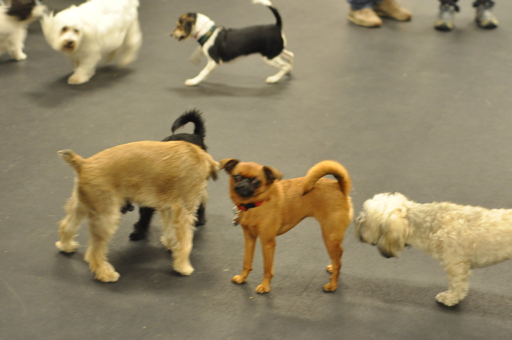 Dog Playgroups Near Me / Holidogs Hounds Dog Playgroups Dog Friendly