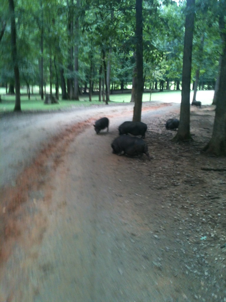 Lazy 5 Ranch Mooresville, NC Summer Camp Week 8 (August… Flickr