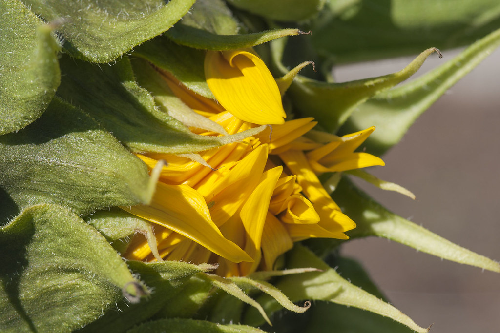 Sunflower Not sure what planted a sunflower in the middle … Flickr