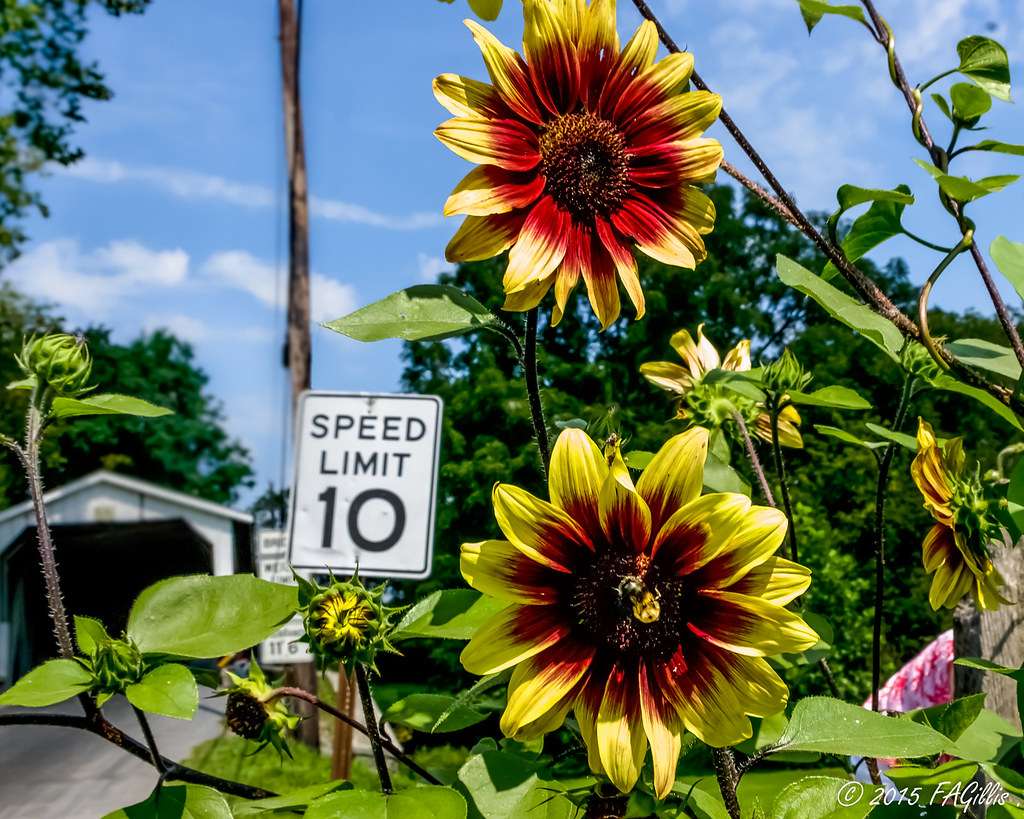 Roadside Sunflowers Pennsylvania Amish countryside FredGNoVa Flickr