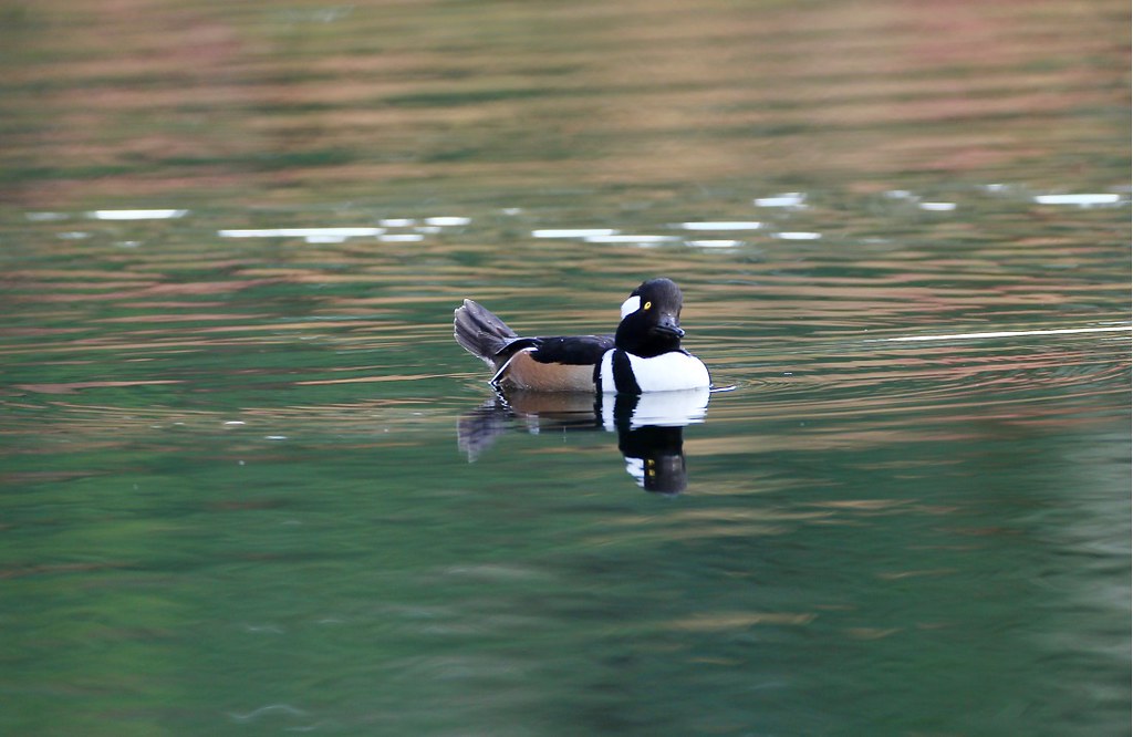 Hooded merganser Skidaway Island, Chatham County, Peter