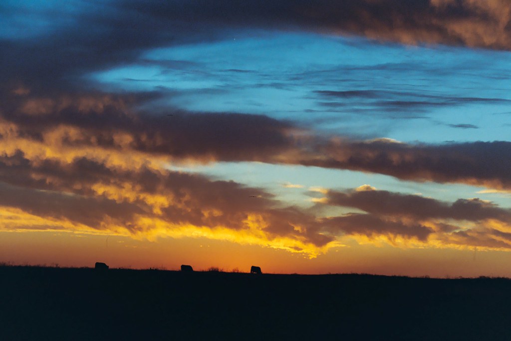 Decatur, Texas National Grasslands setters4 Flickr