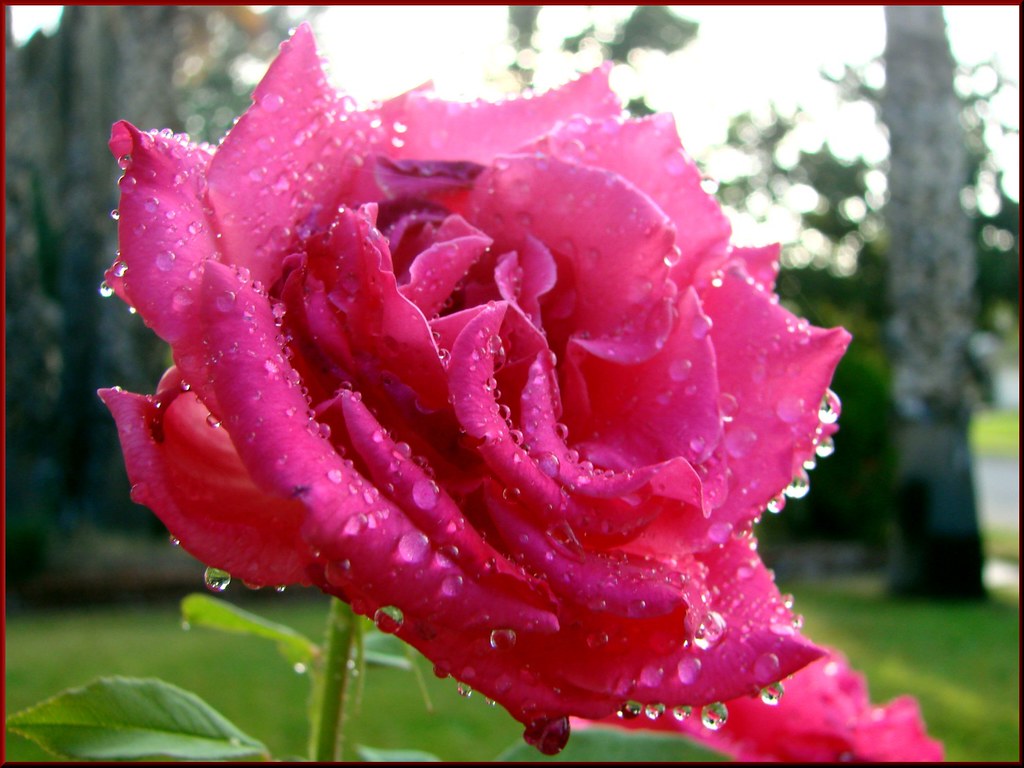 Jeweled Rose 742012 (4) (1 in a multiple picture set) (1… Flickr