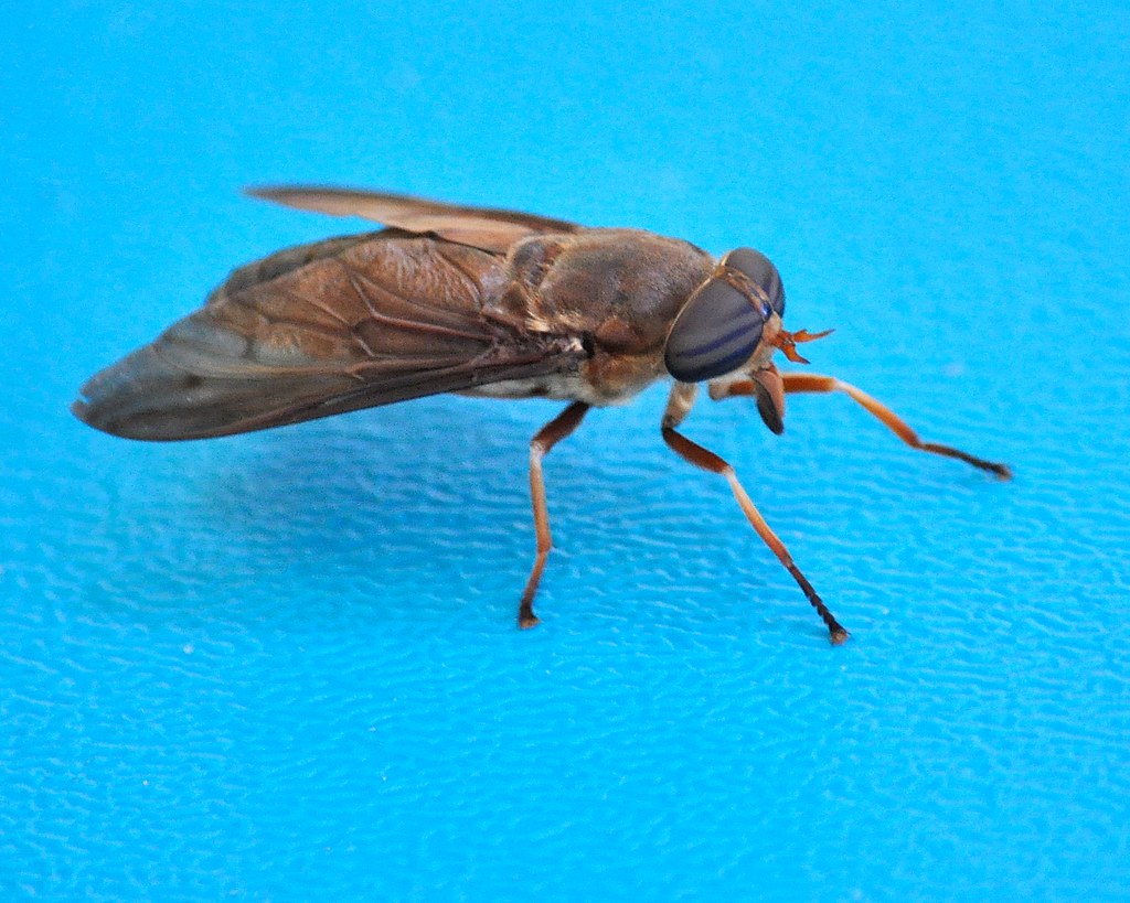 DSC_4891 Circle B Bar Reserve June 27th, 2012 So you wanna… Flickr