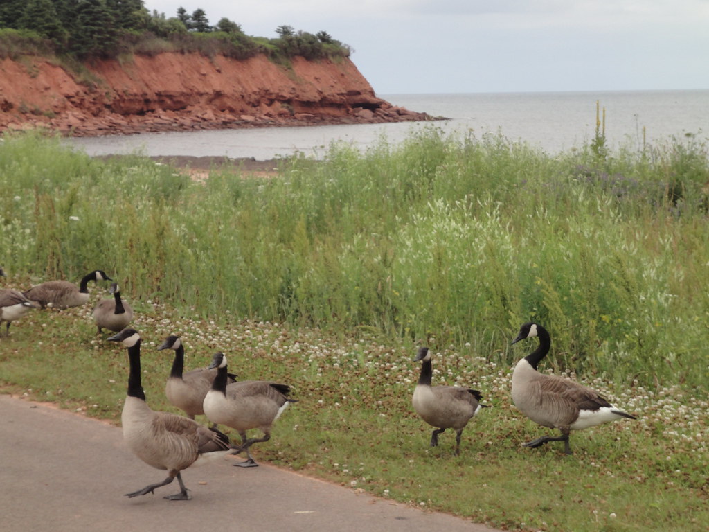 03 North Rustico, PEI Outardes / Canada Goose D'ailleurs… Flickr