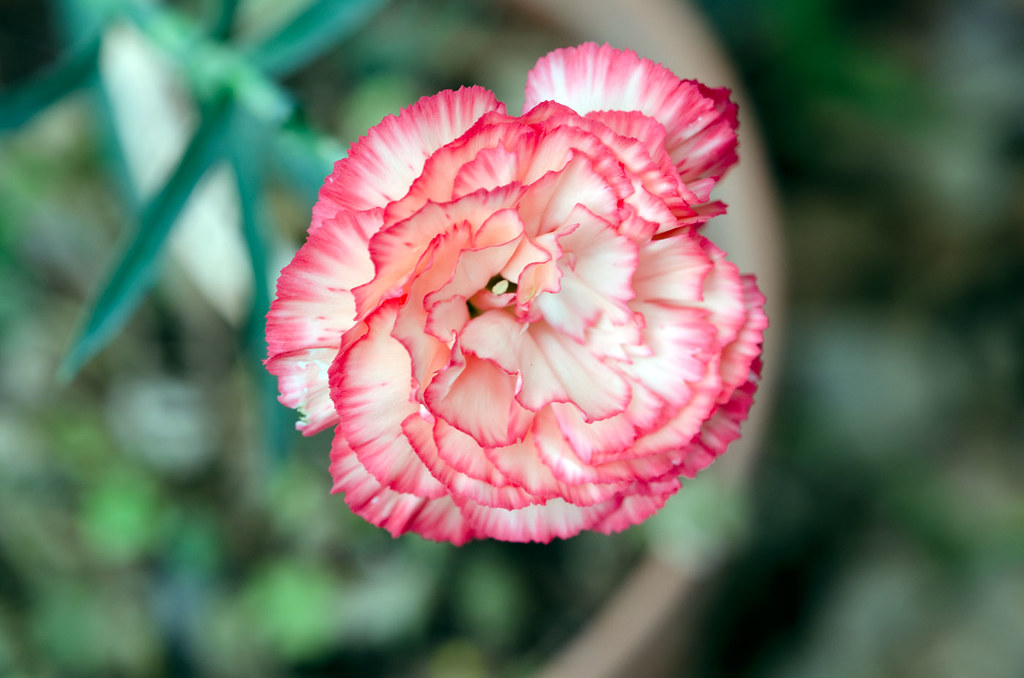 Heavenly flower The formal name for carnation, dianthus, c… Flickr
