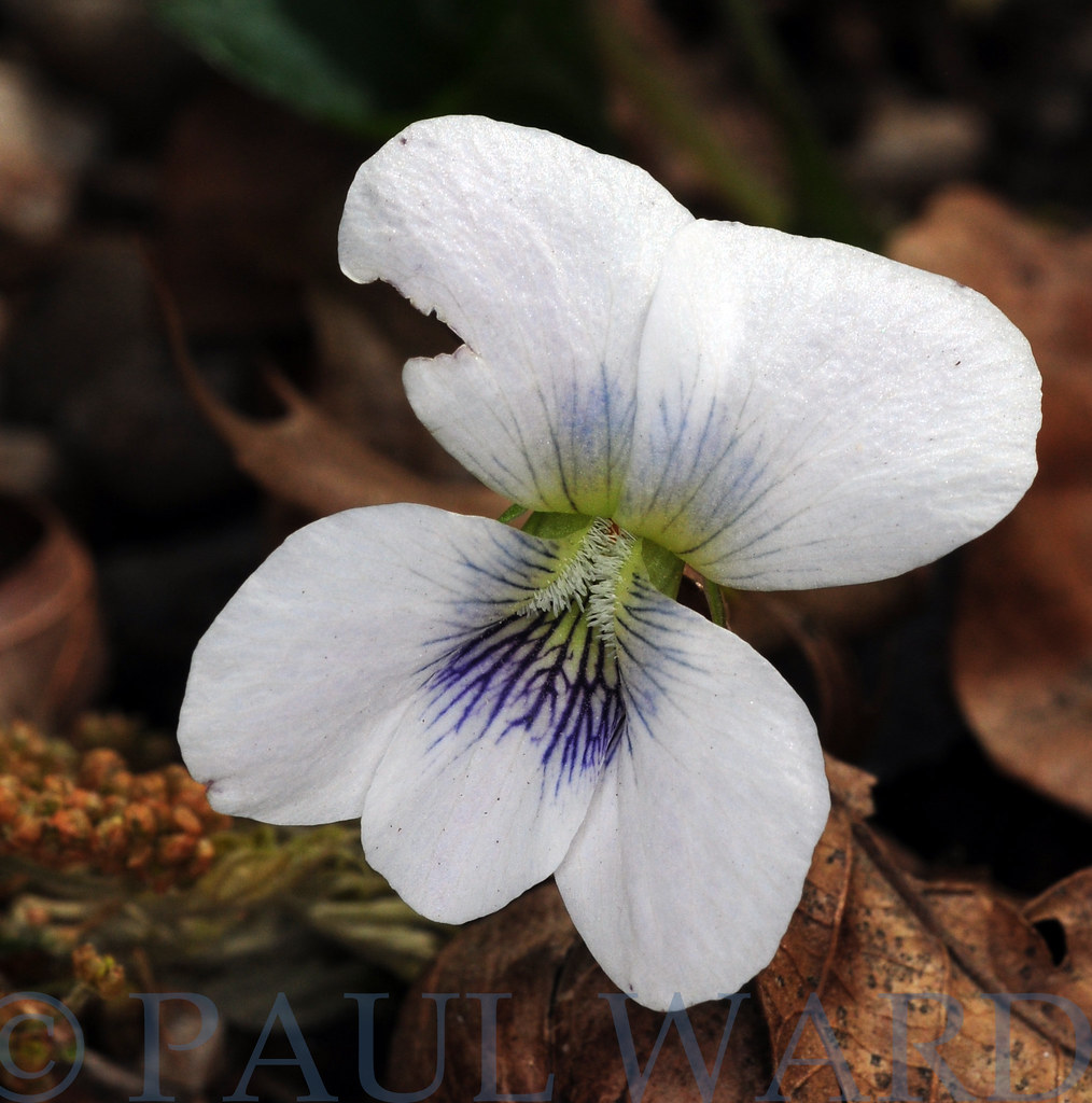 WHITE VIOLA Another back yard find Paul Ward Flickr