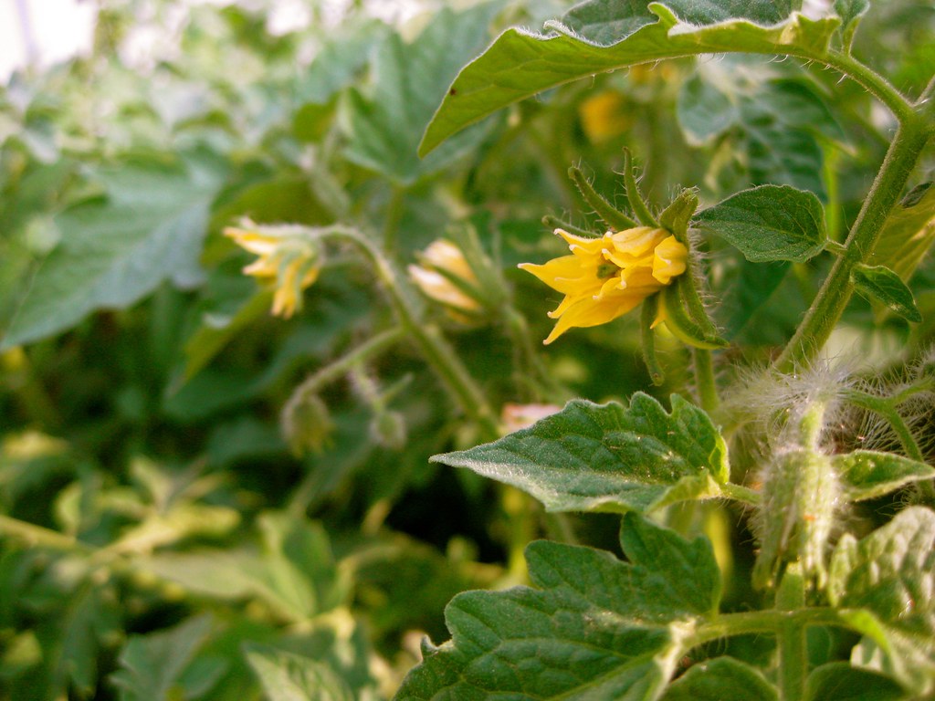 Flowers on the tomato plant Our John Baer tomato plants ar… Flickr