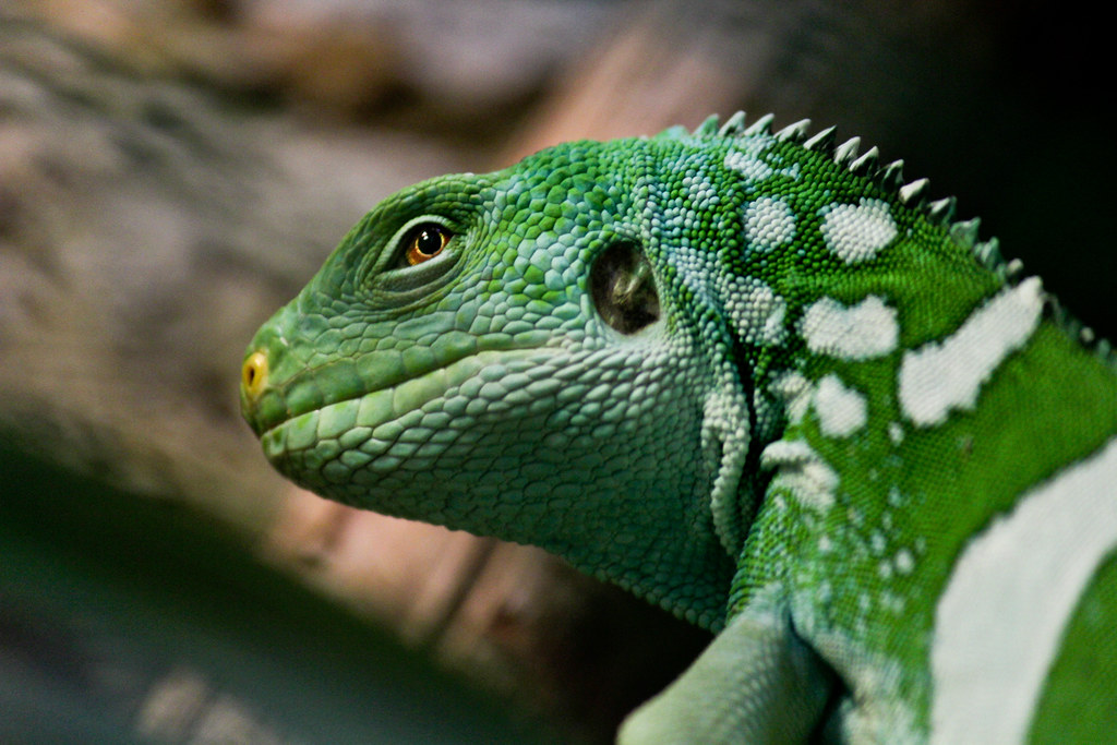Fiji Banded Iguana (Brachylophus fasciatus) Male at