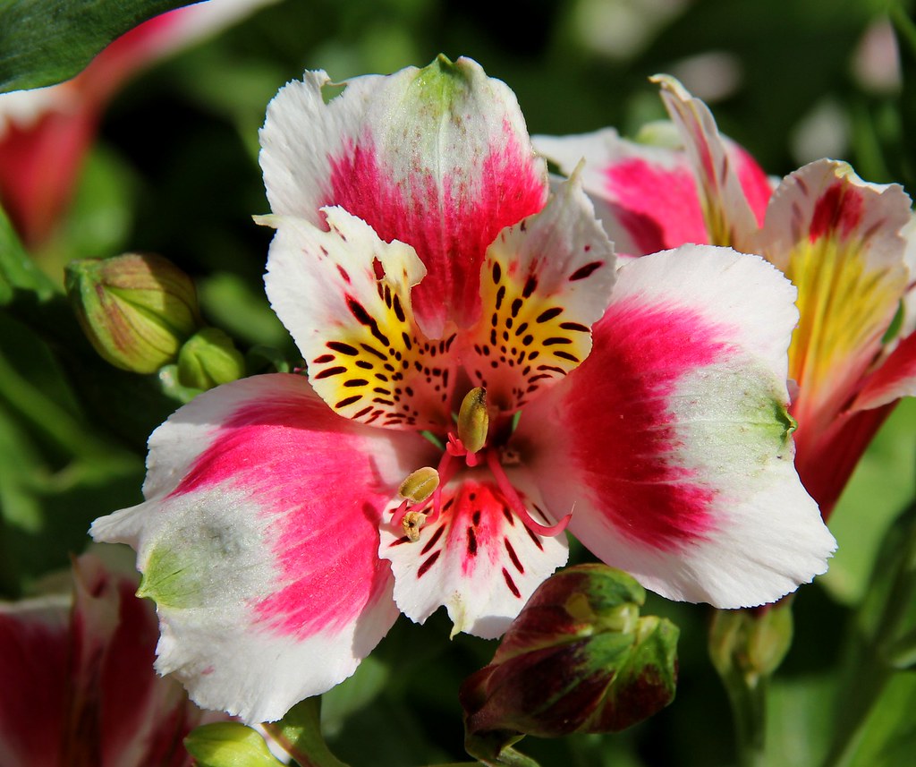 PRECIOUS FLOWERS 127 Flickr