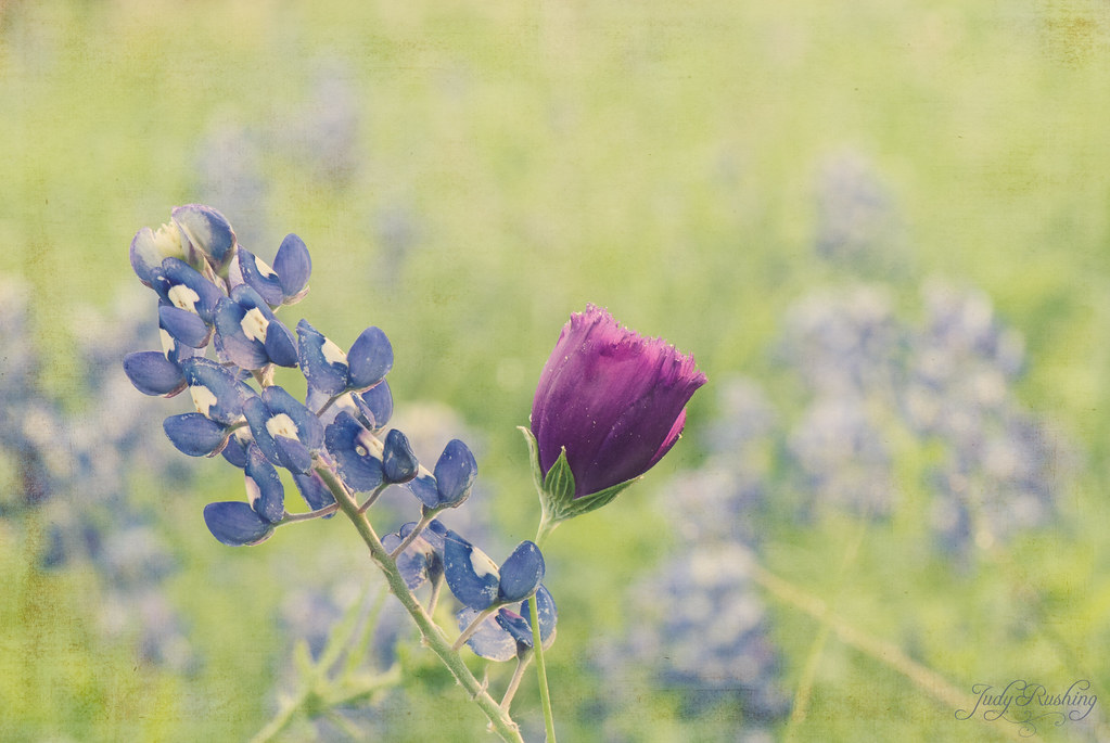 Texas and Winecup Wildflowers The wildflowers i… Flickr