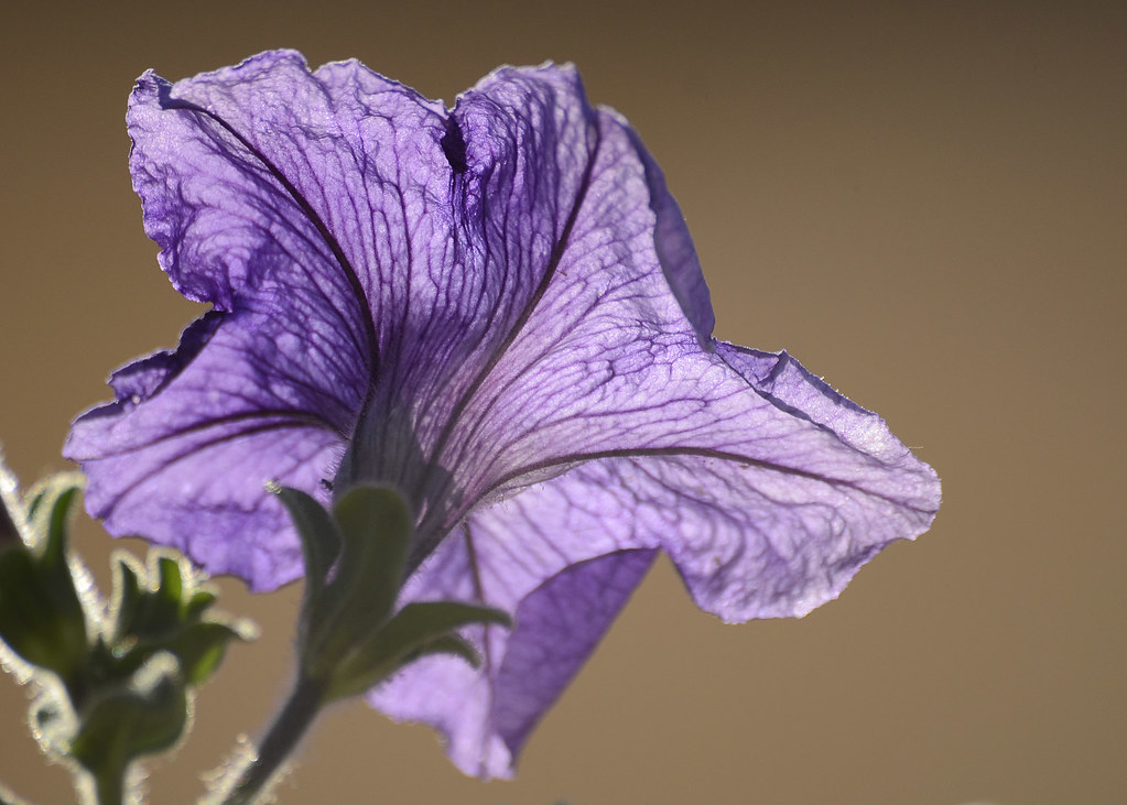 10July12 Late afternoon sun backlighting this flower. Ogedn Flickr