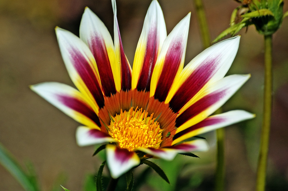 Gaillardia (Blanket Flower) Wikipedia Gaillardia the blan… Flickr
