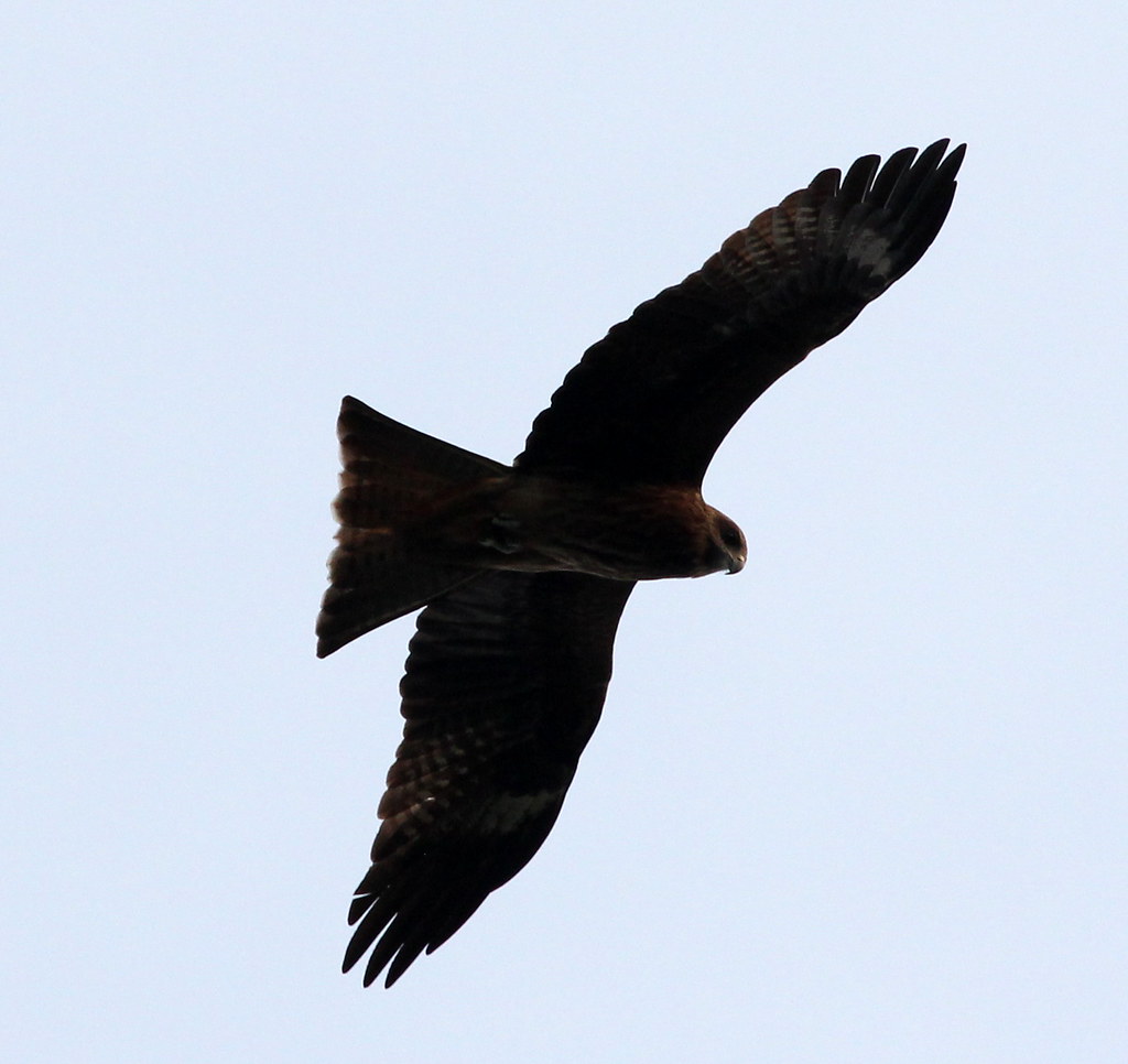 Black Kite (Milvus migrans) flying above Victoria Peak, Ho… Flickr