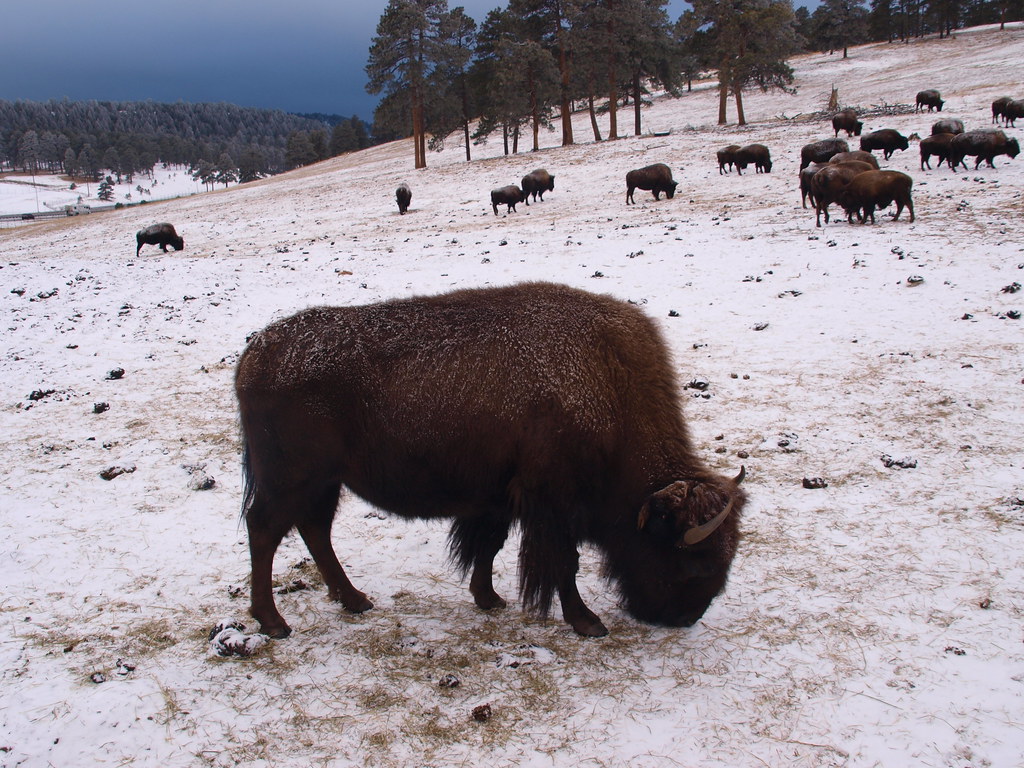 Denver Colorado A herd of bison at Genesee Park off Inters… Flickr