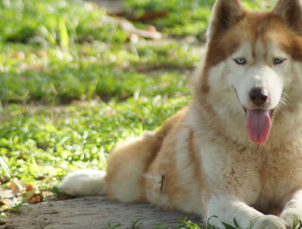 Yellow Siberian Husky Sigma 70300mm Sony Alpha A55v Flickr