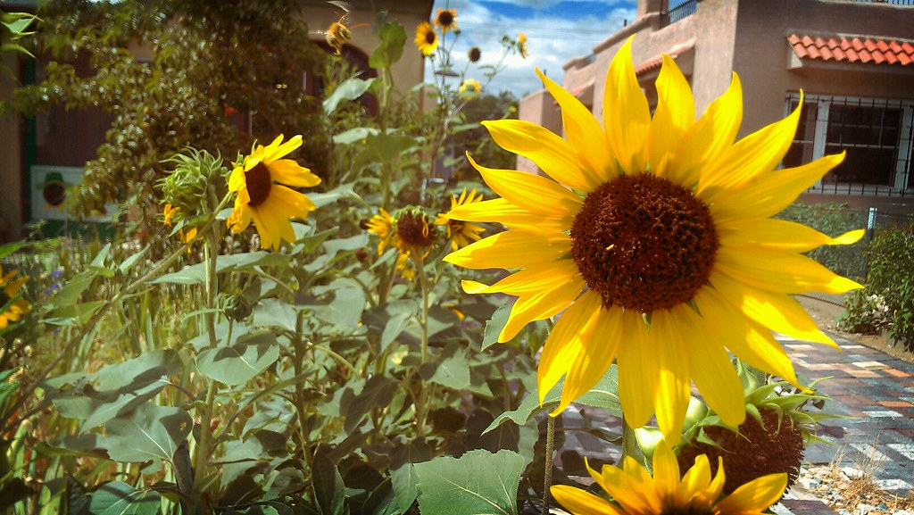 Sunflower season! Terri Oda Flickr