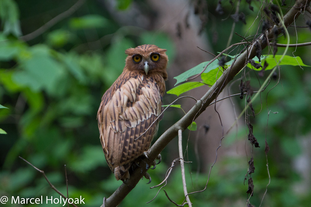 Philippine Eagleowl (Bubo philippensis), near Manila, Phi… Flickr